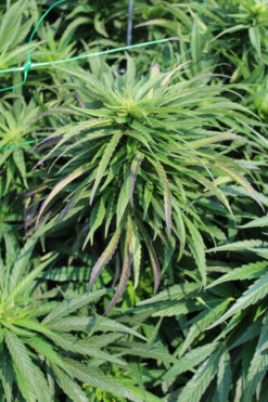 P85 Bx seeds