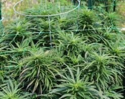 P85 Bx quick finishing marijuana seeds