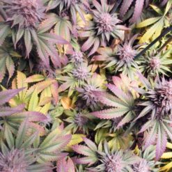 Purple Pineapple Express clone