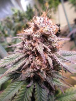 Purple Pineapple Express mmj clone