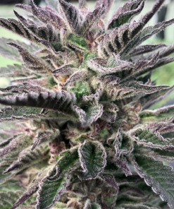 Prism marijuana strain