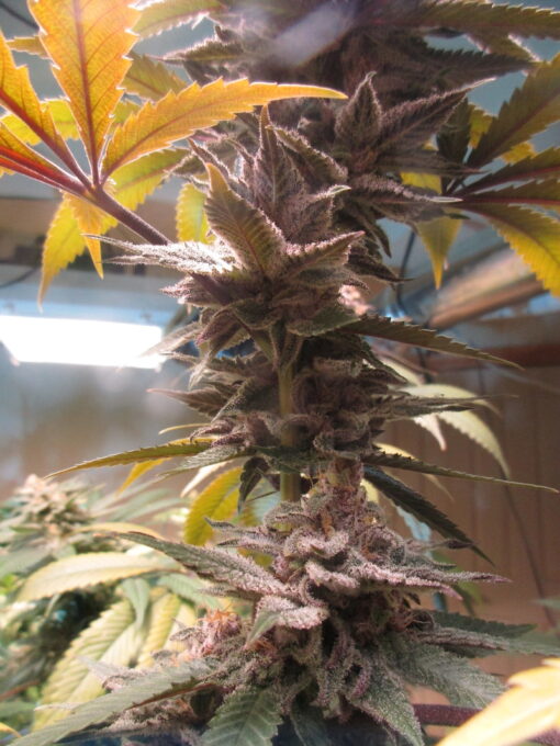 Prism cannabis strain