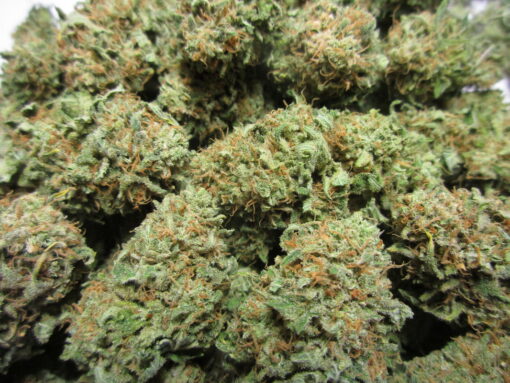 Sour Tsunami Bx CBD (fem) | Annunaki Genetics - Image 4