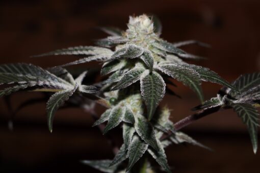 Animal Cookies