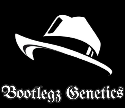 Bootlegz Fem/Auto Mix [5 pk] - Image 2