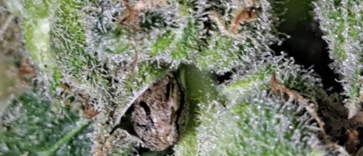 Iced Cookies Auto Limited Stock**