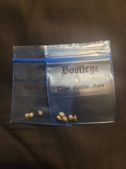 Bootlegz Fem/Auto Mix [5 pk]