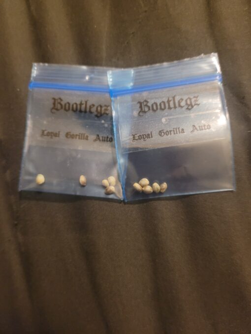 Loyal Gorilla Auto F1 [5 pk]