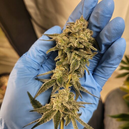 Miracle Candy (Zoomiez x Cap Junky) - Regular Seeds - Image 6