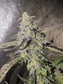 Skunkonade Auto