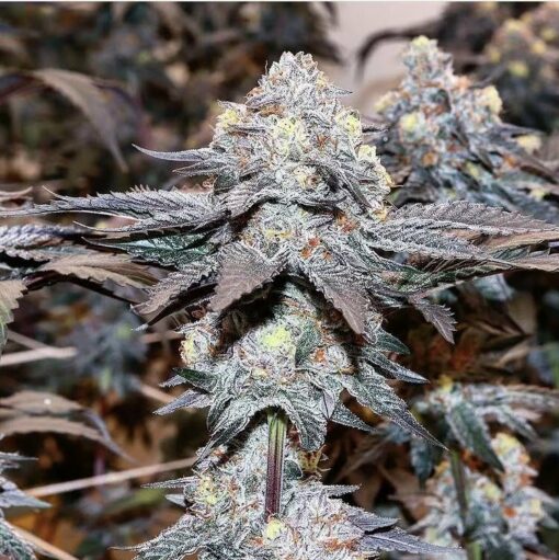 Gelato 41 - Image 2