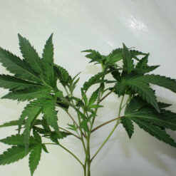 Ice Cream Cake cannabis cuttings
