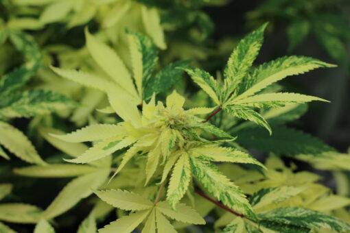 Variegated Pink LemonAid #2 rooted clone | Annunaki Genetics - Image 5