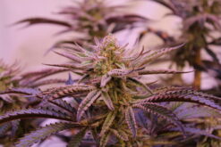 Spirit in the Sky mmj strain