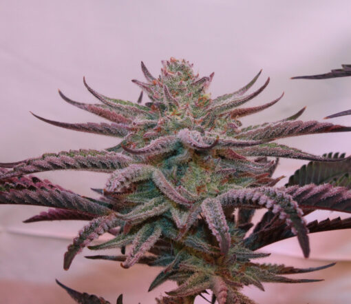 Spirit in the Sky marijuana plant