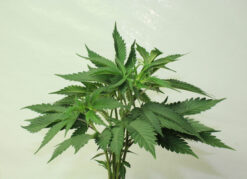 Sundae Driver cannabis strain