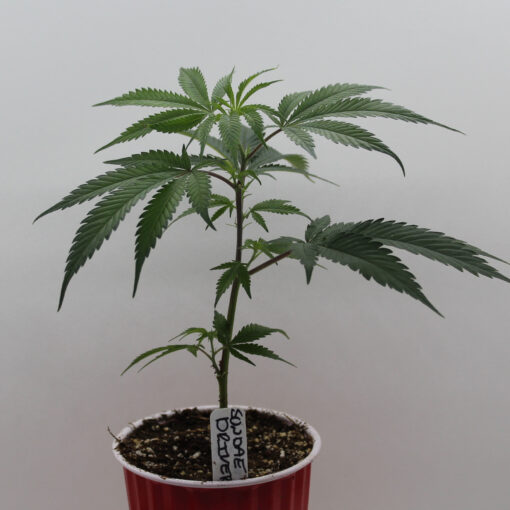 Rooted Sundae Driver cannabis clone