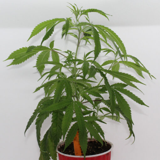 Orange Kush rooted clone - Image 3