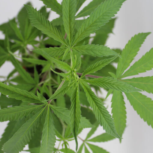 Orange Kush rooted clone - Image 2