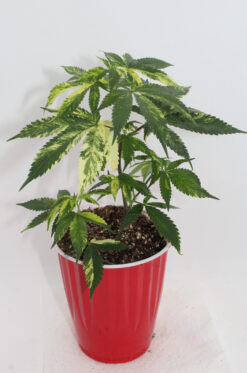 Variegated cannabis clones