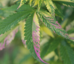 Cannabis plant with pink variegated leaves