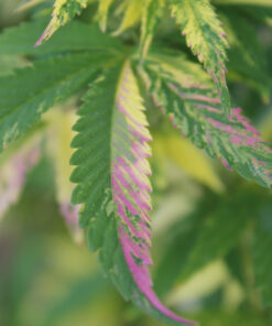 Cannabis plant with pink variegated leaves