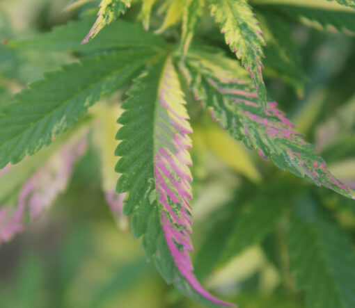 Cannabis plant with pink variegated leaves