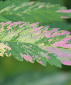 Pink LemonAid #2 variegated cannabis plant