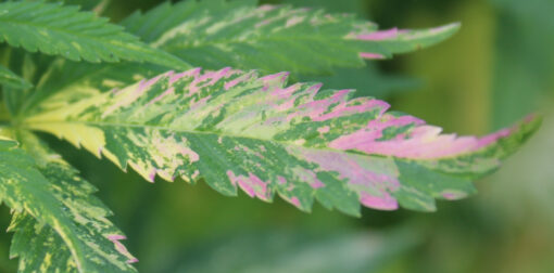 Pink LemonAid #2 variegated cannabis plant