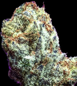 G-Licious S2 (10-Seeds) Fem Photo