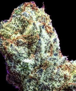 G-Licious S2 (10-Seeds) Fem Photo