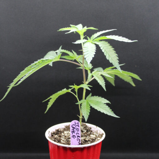 Ice Cream Cake rooted cannabis clone