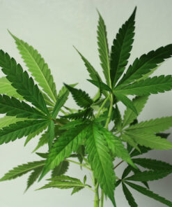 Orange Kush cannabis cuttings
