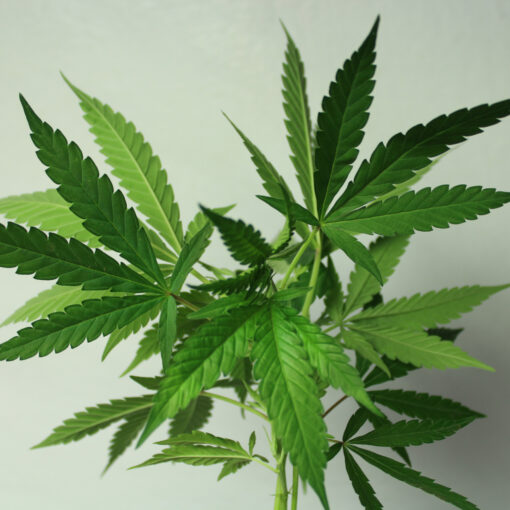 Orange Kush cannabis cuttings