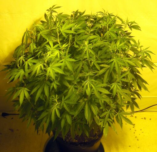 Orange Kush plant