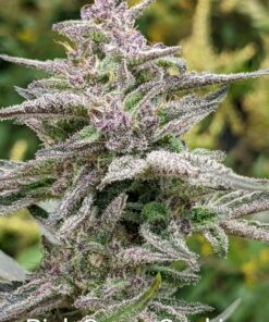 Pink Sugar Cookies x Snowcaine V1 (Twenty20 Cut)