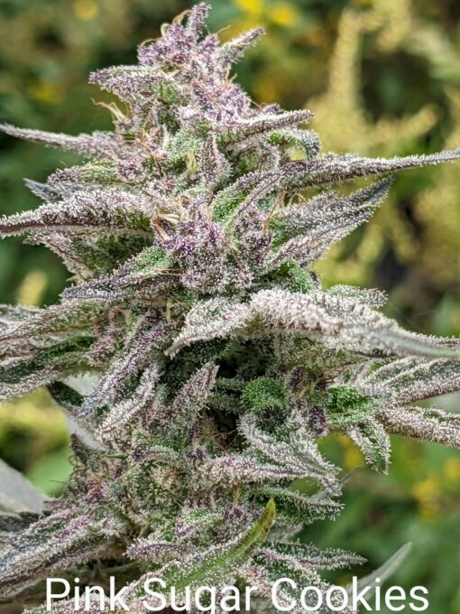Pink Sugar Cookies x Snowcaine V1 (Twenty20 Cut)
