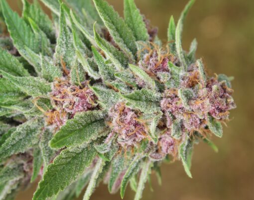 Pink LemonAid cannabis plant