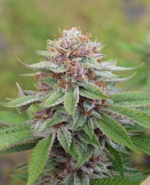 Pink LemonAid #2 rooted clone - Image 3