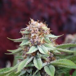 Pink LemonAid cannabis