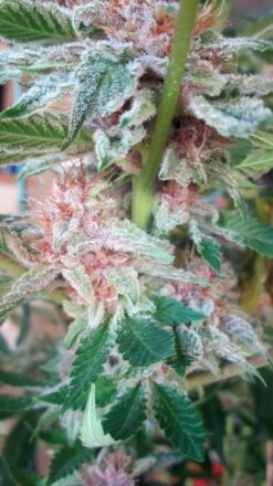 Pink lemonaid #2 cannabis clone