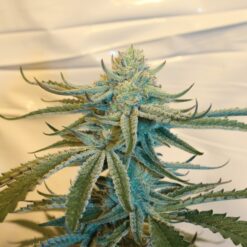 Spirit in the Sky cannabis clone