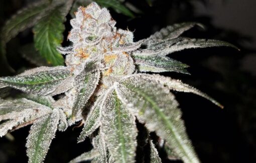 Animal Cookies - Image 3