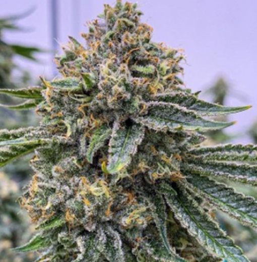 LA Kush Cake - Image 3