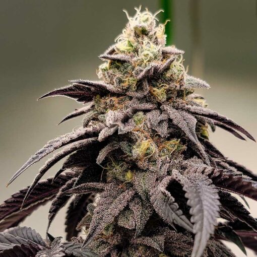 Gelato 41