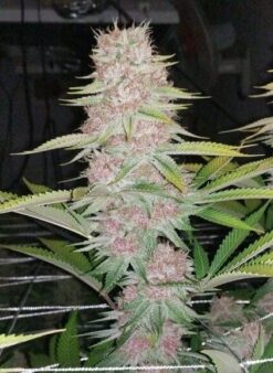 Pink Lemonade cannabis clone
