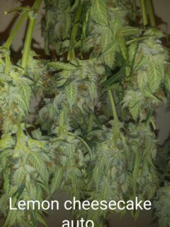 Lemon Cheesecake Auto