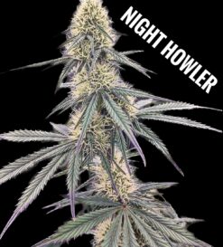 Nighthowler (10-Seeds) Fem Auto