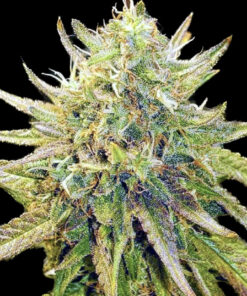 Lemon Diesel (10-Seeds) Fem Photo