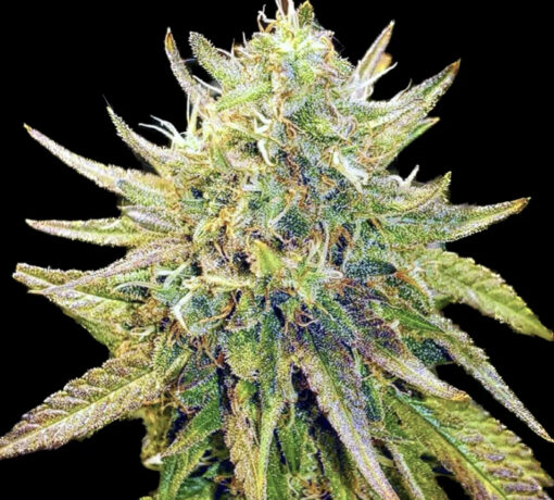 Lemon Diesel (10-Seeds) Fem Photo